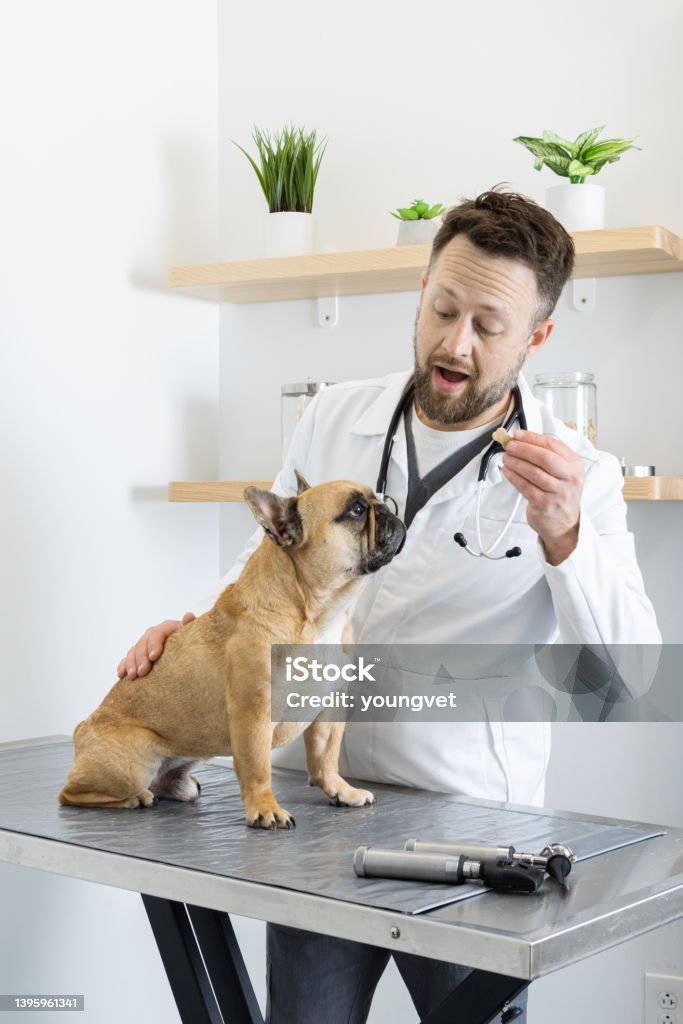 Veterinarian examining his patient dog on an examining table Male veterinarian excited to give a treat or dog biscuit to his patient, a French Bulldog, during an exam in a veterinary hospital exam room. Giving Stock Photo