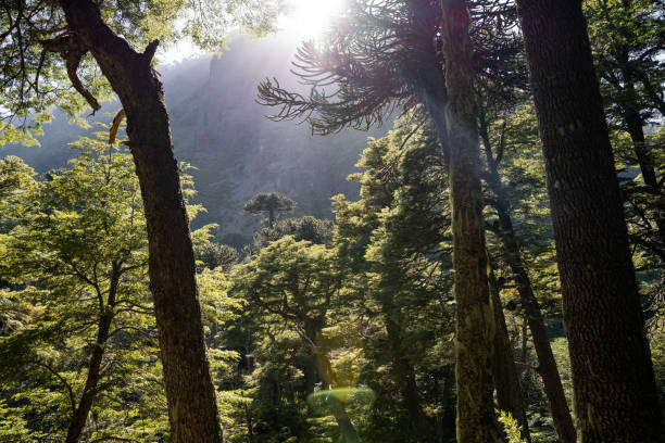 Horizontal view of beautiful araucaria forest illuminated by a sunbeam with a cliff in the background, Chile. Horizontal view of beautiful araucaria forest illuminated by a sunbeam with a cliff in the background, Chile. araucaria araucana stock pictures, royalty-free photos & images