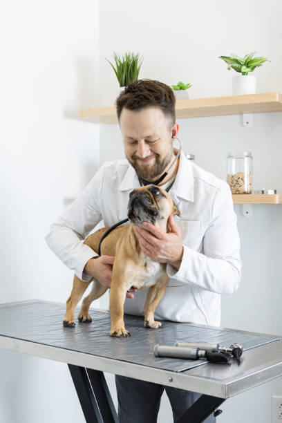 istock Veterinarian examining his patient dog on an examining table 1395961445