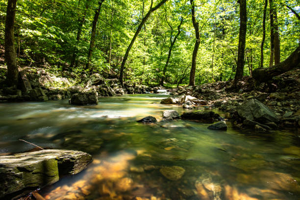 Mountain crystal clear creek in the woods of Serbia