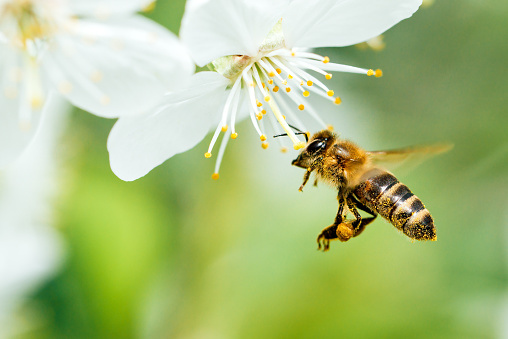 close up of Flying honey bee collecting bee pollen from blossom.
