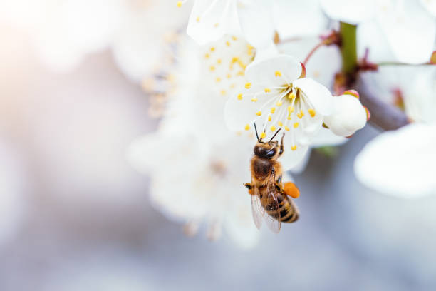 istock Branches of blossoming cherry and bee macro with soft focus 1395962396