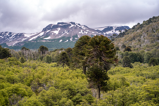 Araucaria with vegetation and mountain with snow on a cloudy day, Chile