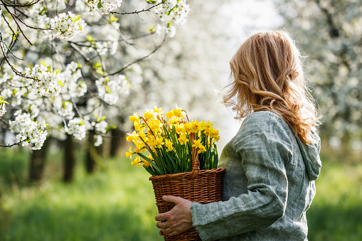 Woman with daffodil flowers in basket walking in blooming cherry tree orchard. Spring season in nature