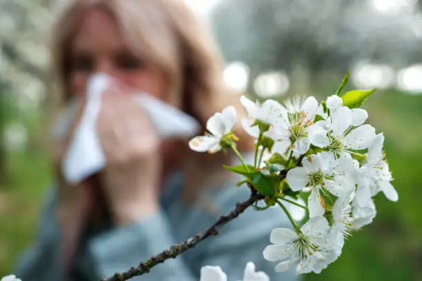 Pollen allergy and hay fever. Woman sneezing and blowing nose outdoors at springtime. Selective focus at blossoms