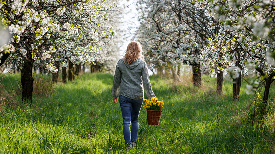 Woman with daffodil flowers in basket walking in blooming cherry tree orchard. Spring season in nature