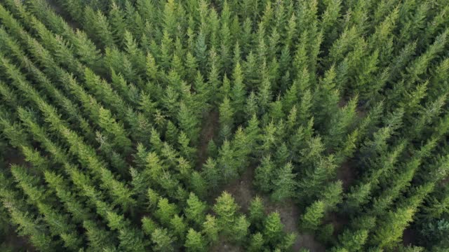 Spruce tree plantation