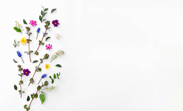 istock Creative layout from different flowers and leaves on a white background with copy space 1395963430