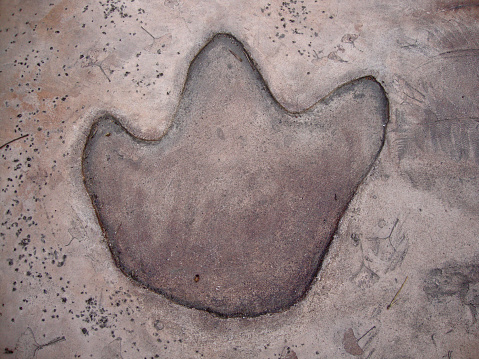 Dinosaur footprint tracks in cement sidewalk.