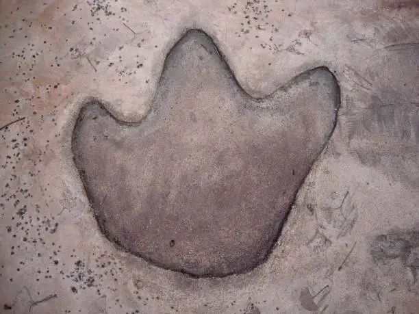 Photo of Dinosaur Footprint