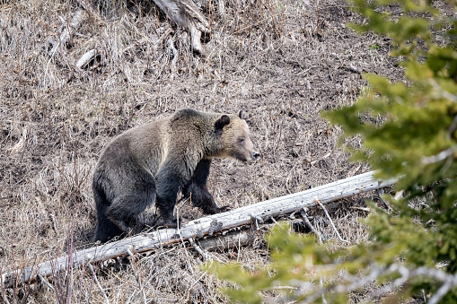 Grizzly bear exploring the neighborhood on cold morning in early springtime in Yellowstone National Park, Wyoming in northwestern United States of America (USA).