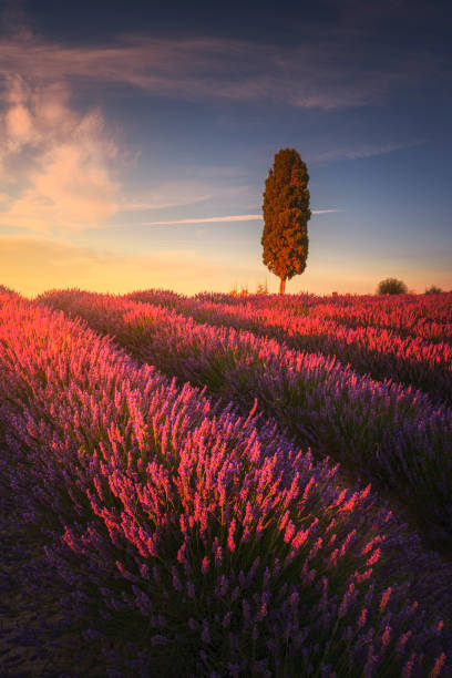 istock Lavender fields and cypress tree at sunset. Orciano, Tuscany, Pisa, Italy 1395966585