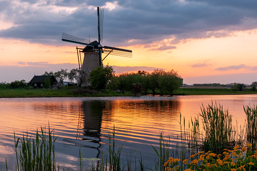 A 18th Century traditional Dutch windmills reflected in water at sunset at Kinderdijk in South Holland.