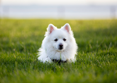 The American Eskimo Dog is a breed of companion dog, originating in Germany. The American Eskimo Dog is a member of the Spitz family