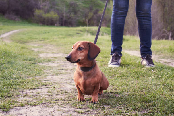 istock Walking with a dog in nature 1395970603