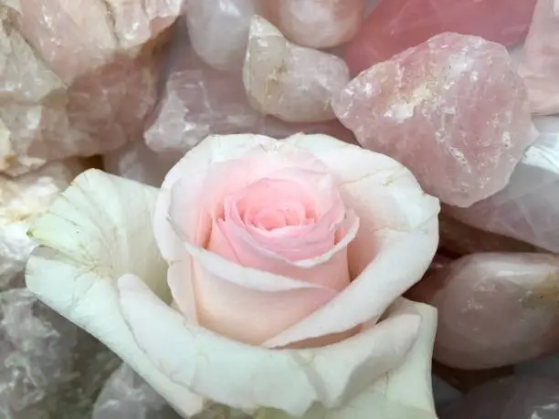 Pink rose and rose quartz crystals close up