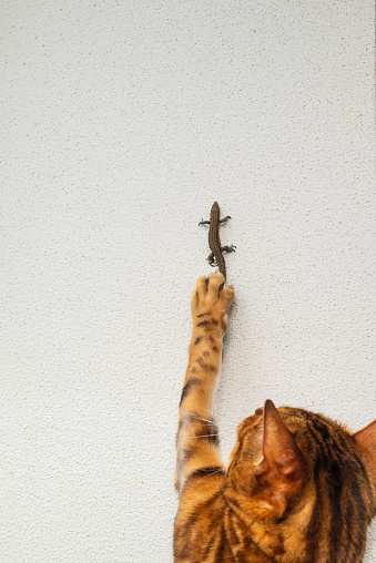 A Bengal cat hits or grabs a sand lizard climbing a white wall with its paw. A pet plays and hunts.