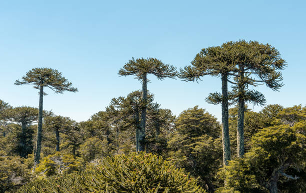 Horizontal panoramic view of araucaria trees in Nahuelbuta national park, Chile Horizontal panoramic view of araucaria trees in Nahuelbuta national park, Chile araucaria araucana stock pictures, royalty-free photos & images