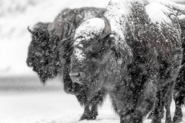 istock Bison or buffalo covered with springtime snow just standing 1395978673