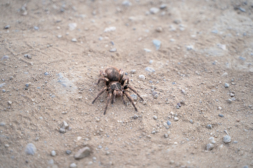 Close-up shot of Chilean tarantula from above over dirt road