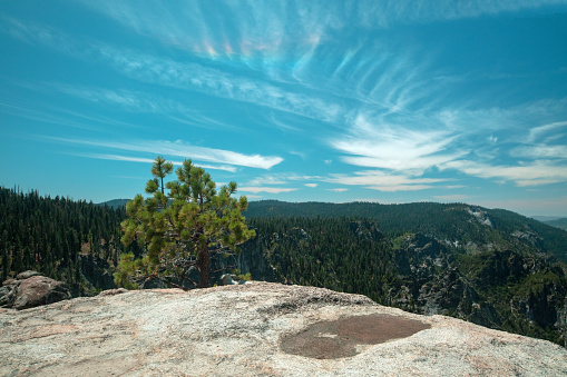 Rainwater waterhole and tree beneath cirrus cloudscape on Taft Point in Yosemite National Park in Central California United States