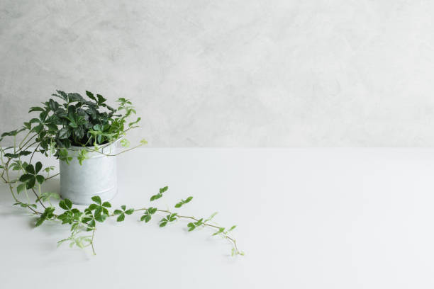 Plants, leaves, greens, concrete walls, copy space