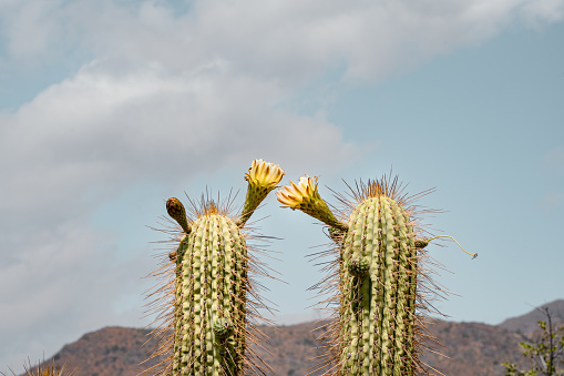Horizontal shot of two Chilean cacti with beautiful yellow flowers