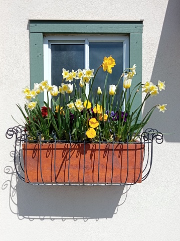 Blooming daffodils, tulips and pansies in window flower box planter. Qualicum Beach town, BC, Canada