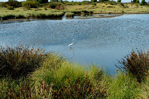 Horizontal shot of great white heron looking sideways in a wetland with vegetation in the background.