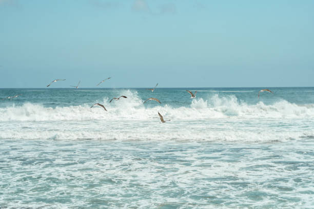 istock Gulls flying in flocks with coastline and waves rolling in the background 1395987597