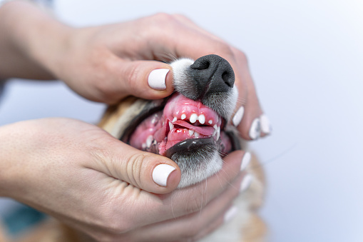 Veterinarian checks dental health of Welsh corgi Pembroke puppy, holding lips of animal with hands, close up. Handler shows condition of pets canines at a dog show, front view