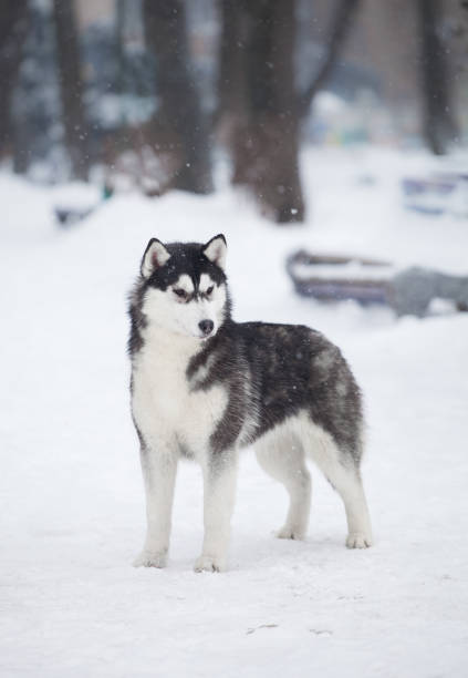 istock Beautiful siberian husky in a snowy park 1395990462
