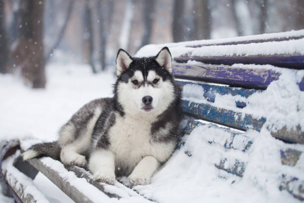 istock Beautiful siberian husky in a snowy park 1395990467