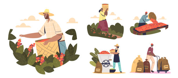 Farming coffee production stages concept with farmers pick, load, dry and roast coffee beans vector art illustration