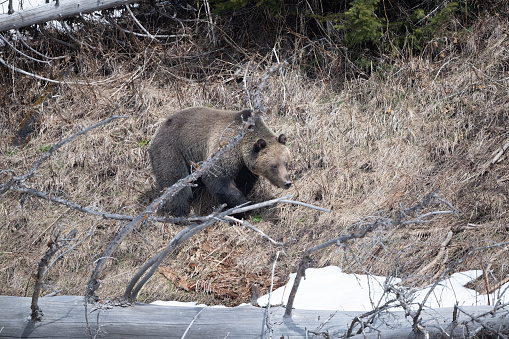 Grizzly bear emerged from winter den, exploring the neighborhood on cool afternoon in early springtime in Yellowstone National Park, Wyoming in northwestern United States of America (USA).