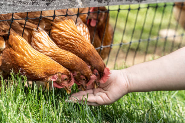 istock Chickens on Free Range Poultry Farm 1395998475