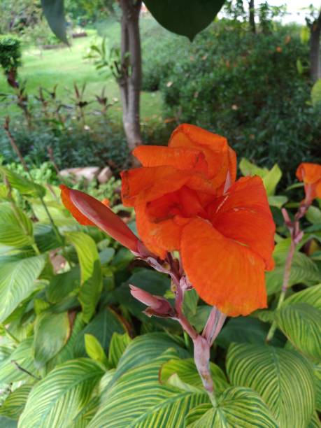 istock The tropical flowers 4 1396001955