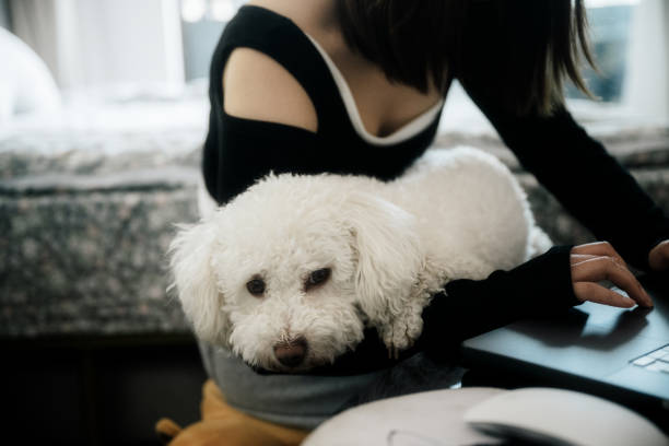 woman holds a white dog and uses a mobile computer to work at home