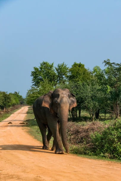 istock Udawalawa, Sri Lanka, 1396002356