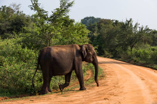 istock Udawalawa, Sri Lanka, 1396002357