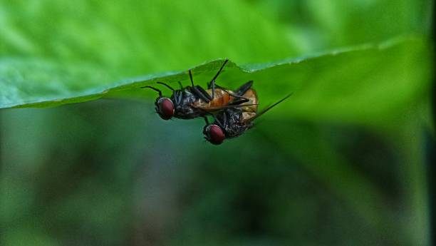 istock Close-up flies are mating 1396003282