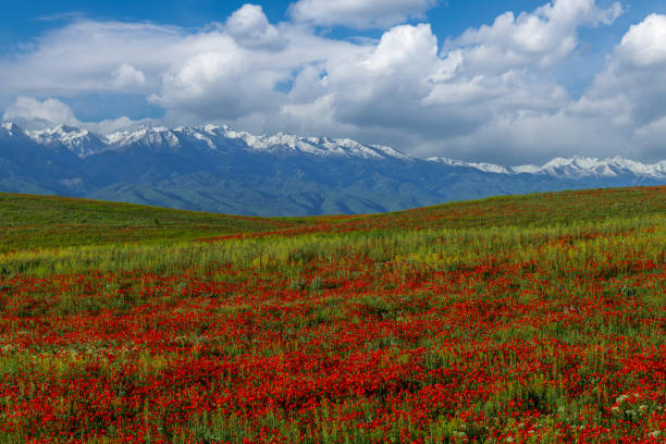 Poppy flowers in spring in the steppe and mountain range
