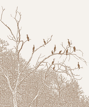 Vector illustration of a Double Crested Cormorant rookery