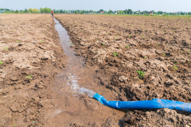istock Furrow irrigation in industrial hemp field. 1396004556