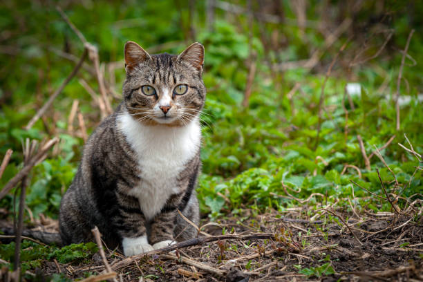 istock A mongrel cat in the village is playing on the grass. 1396005887