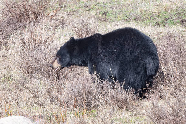 istock Black bear searching for food after recent emergence from den 1396006022