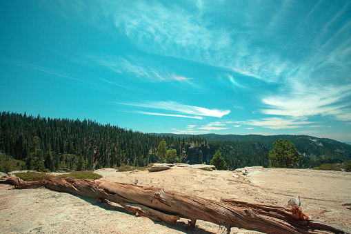 Dead pine tree log under cirrus cloudscape at Taft Point in Yosemite National Park in Central California United States