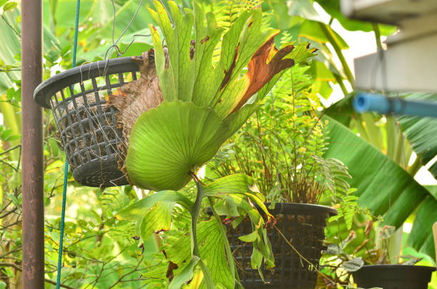 istock Aristolochia indica hanging in the basket 1396007701