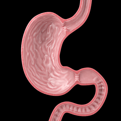 3d illustration showing small intestine