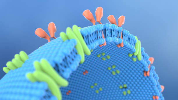 cell membrane. 3d illustration - membrana celular imagens e fotografias de stock